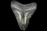 Fossil Megalodon Tooth - Georgia #109327-1